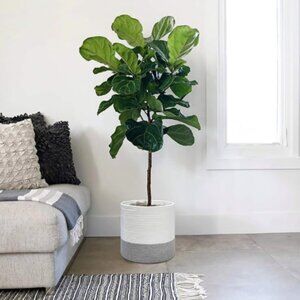 Woven Basket for Storage/Plants